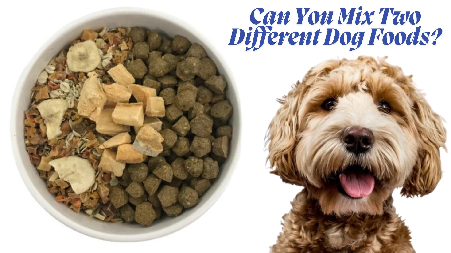 Can You Mix Two Different Dog Foods