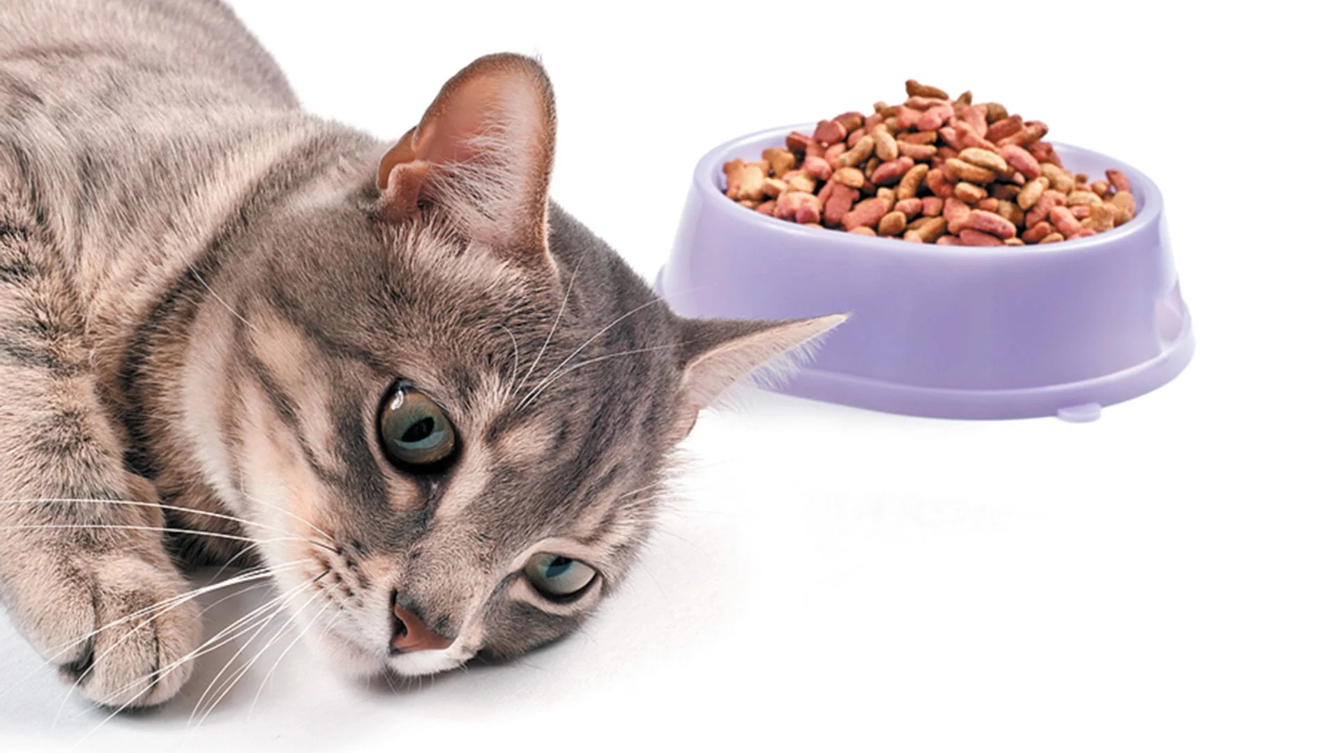 Do Cats Get Tired Of The Same Food