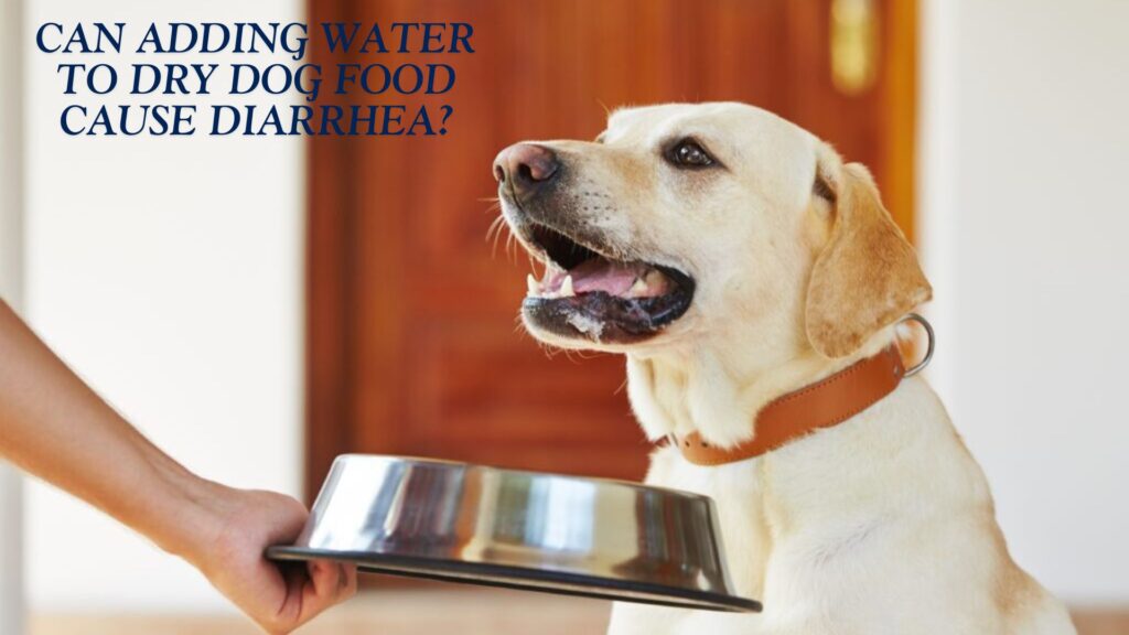 Can Adding Water To Dry Dog Food Cause Diarrhea