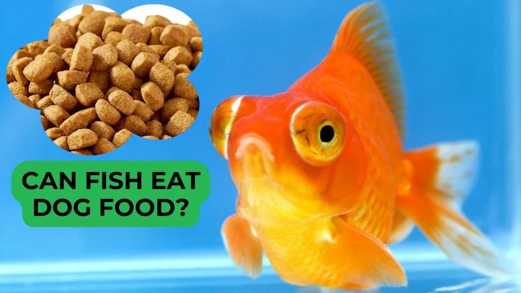 Can Fish Eat Dog Food