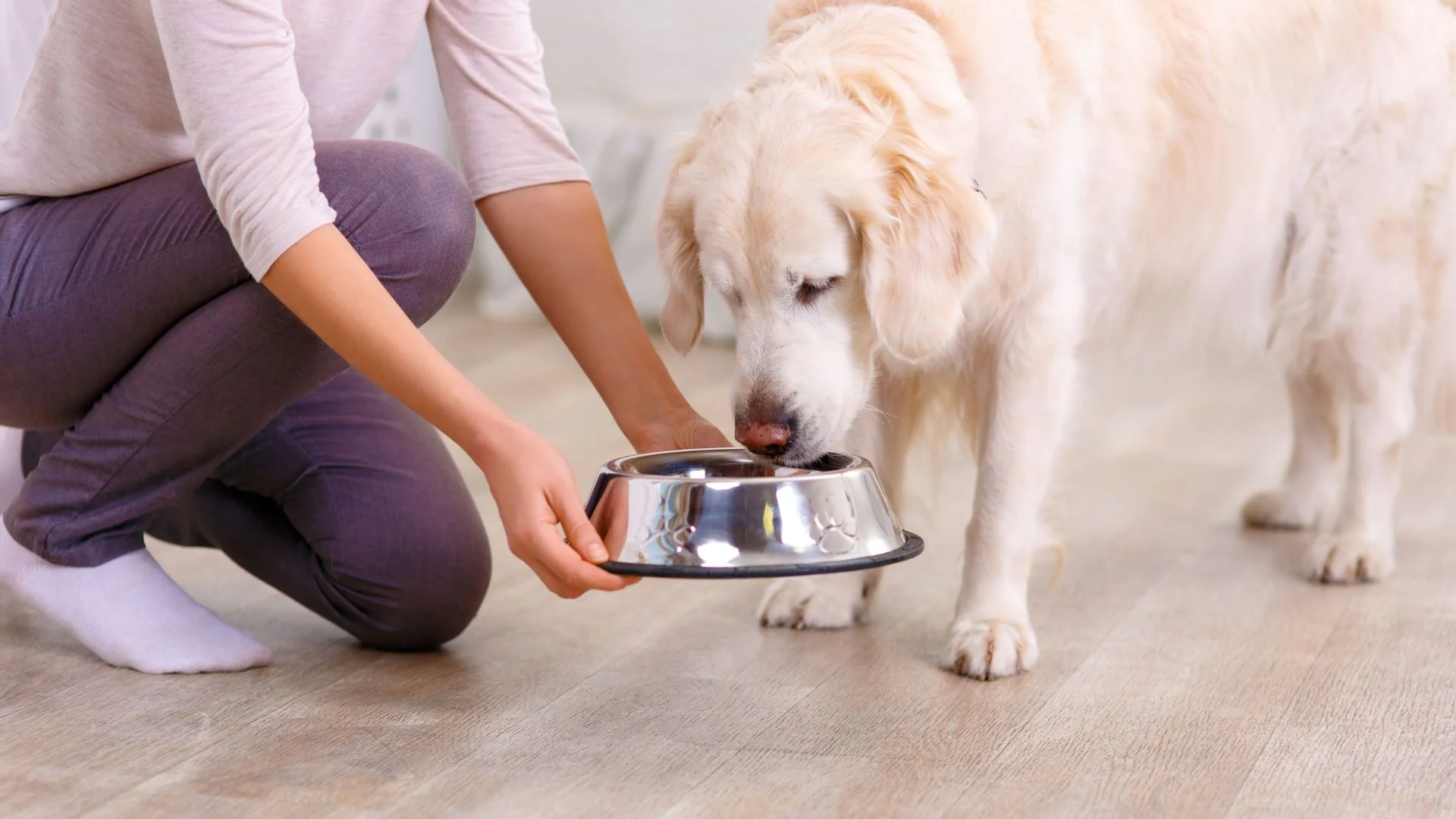 Do Dogs Get Sick of Eating the Same Food