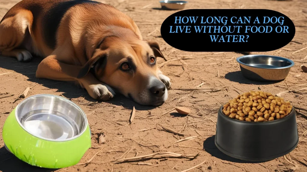 How Long Can A Dog Live Without Food Or Water