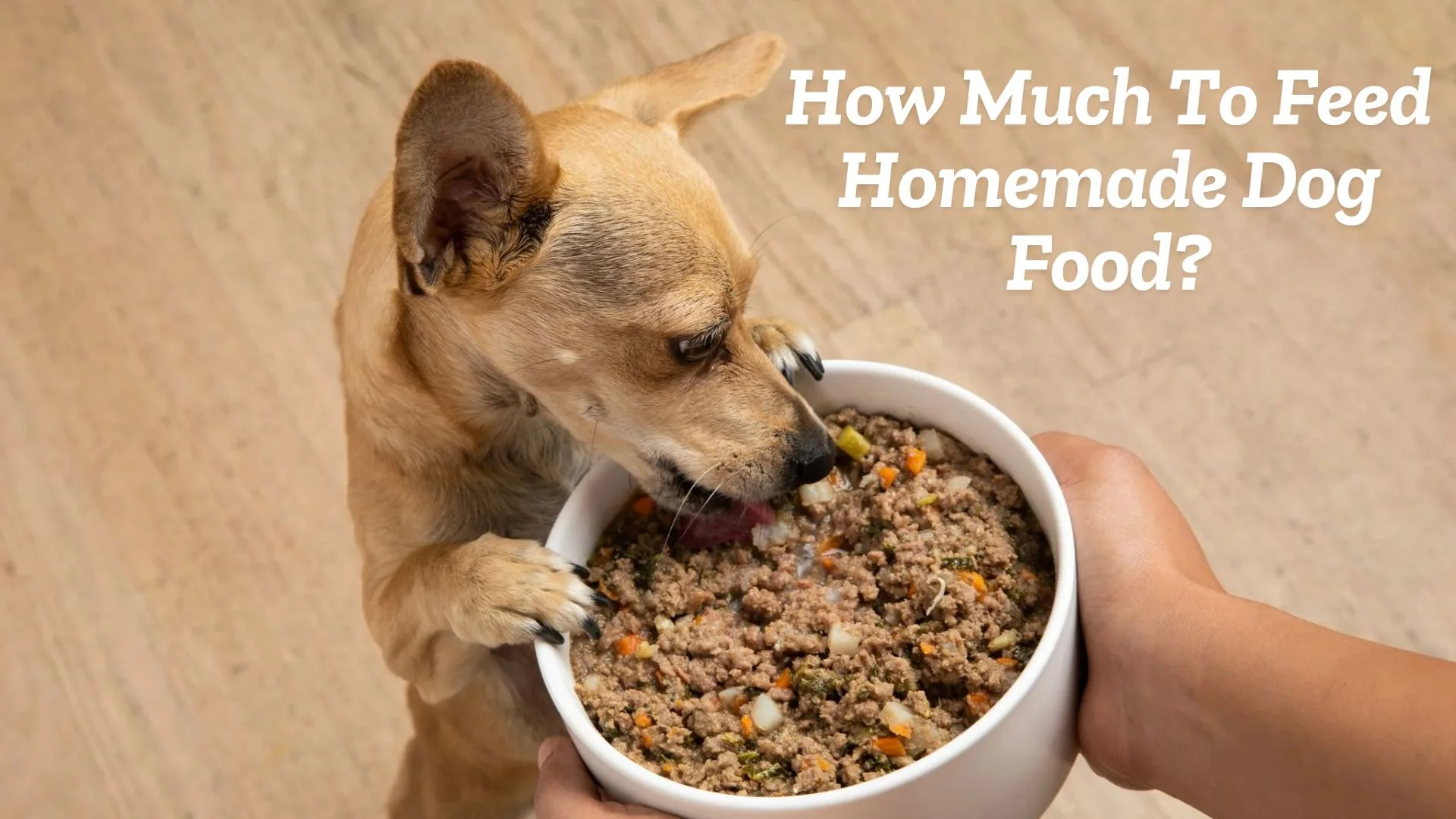 How Much To Feed Homemade Dog Food