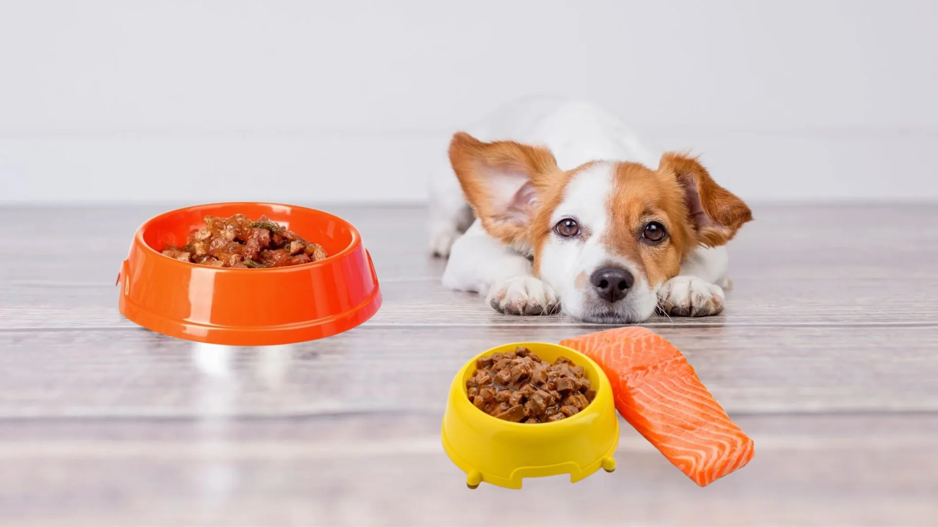 Is Salmon Meal Good In Dog Food